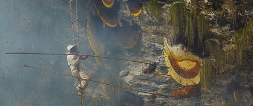 Mad Honey in Nepal